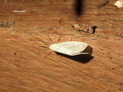 Leuculodes lacteolaria