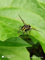 Monoceromyia javana
