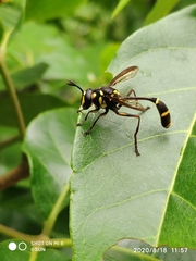 Monoceromyia javana