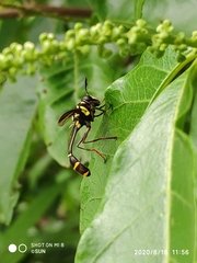 Monoceromyia javana