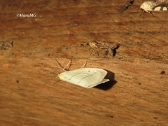 Leuculodes lacteolaria