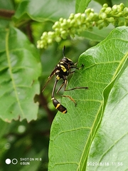 Monoceromyia javana