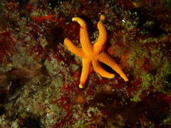 Henricia leviuscula