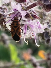 Graptostethus varipictus