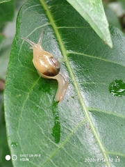 Helicarion perfragilis