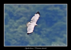 Pseudastur albicollis