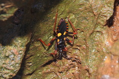 Acanthaspis immodesta