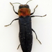 Red-necked Cane Borer Beetle - Photo (c) Jenn Forman Orth, some rights reserved (CC BY-NC-SA)