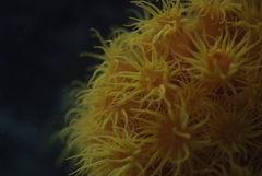 Tubastraea