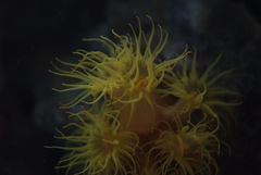 Tubastraea