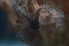 Ophiothrix