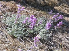 Lupinus excubitus austromontanus