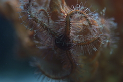 Ophiothrix