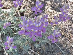 Lupinus excubitus austromontanus