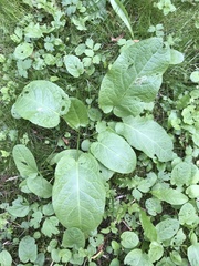Rumex obtusifolius
