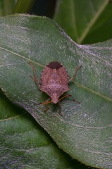 Euschistus conspersus