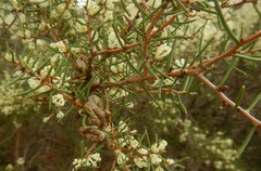 Hakea rugosa