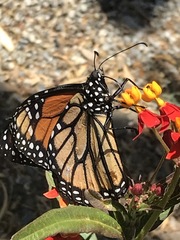 Danaus plexippus