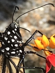 Danaus plexippus