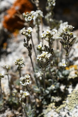 Draba breweri