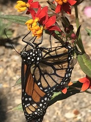 Danaus plexippus