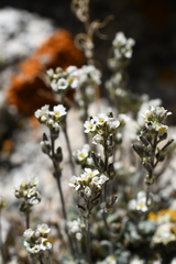 Draba breweri