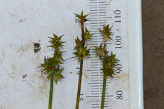 Carex wiegandii