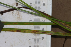 Carex wiegandii