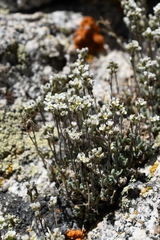 Draba breweri