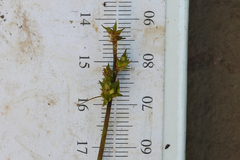 Carex wiegandii