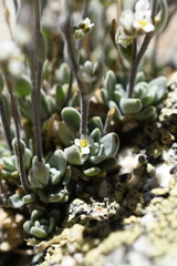 Draba breweri