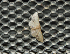 Idaea chotaria