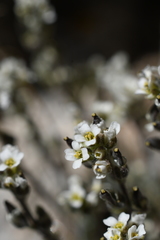 Draba breweri