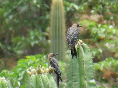 Melanerpes hypopolius