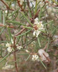 Hakea rugosa