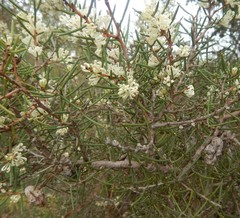 Hakea rugosa