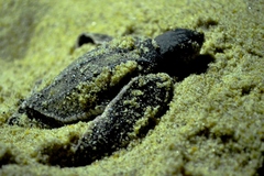 Dermochelys coriacea