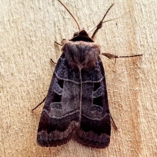 Collared Dart photo 3