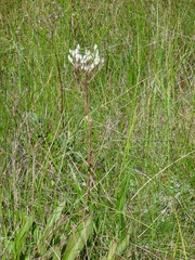 Arnoglossum plantagineum