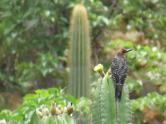 Melanerpes hypopolius