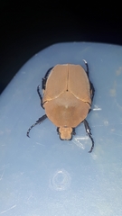 Hologymnetis cinerea