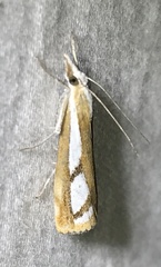 Catoptria latiradiellus