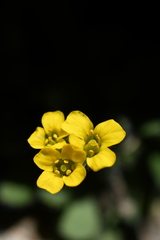 Draba lemmonii