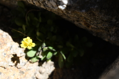 Draba lemmonii