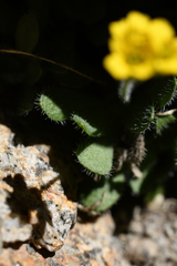 Draba lemmonii