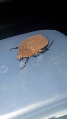 Hologymnetis cinerea