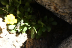 Draba lemmonii