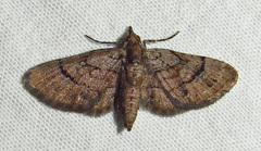 Eupithecia peckorum
