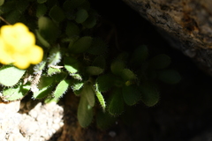 Draba lemmonii