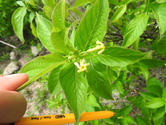Mandevilla foliosa